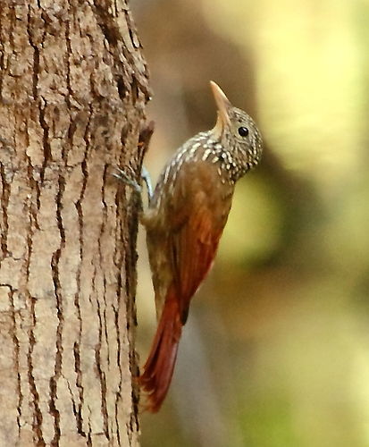 Striped woodcreeper